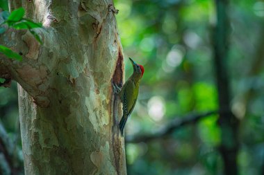 Renkli ağaçkakan ormanda ağaç gövdesine tırmanıyor.
