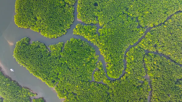 Mangrov ormanı ve delta nehrinin hava manzarası. Mangrove kanalları balıkçı köylerinden Phang Nga 'daki denize giden su yollarıdır. Mangrov sanatını doğa tasarladı..