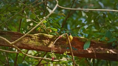 Sarı kuş yosunlu ağaç dalına tünedi.