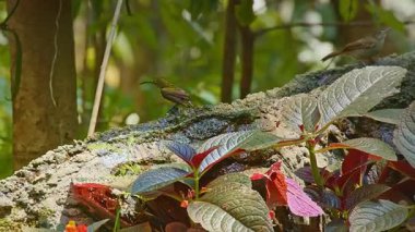 Renkli tropikal yaprakların arasına tünemiş küçük bir kuş.