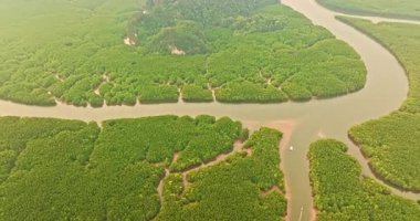 Bereketli yeşil mangrov ormanları kıvrımlı nehir kanallarıyla buluşuyor