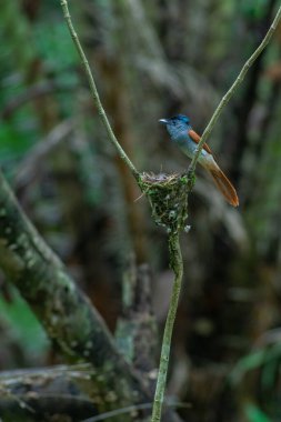 Dişi bir cennet sinekkapanı aç yavrularını besliyor. Yavrular annelerinden yemek yemek için boyunlarını kaldırıyorlar. Yavrularına bakan bir annelik sevgisi. Dünya sevgiyle dolu..