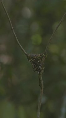 İki dalın arasında dinlenen küçük kuş yuvası