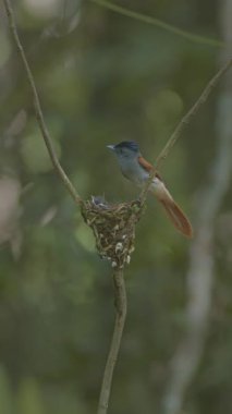 Dalların arasına tünemiş renkli bir kuş