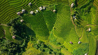 Yeşil pirinç tarlalarından oluşan büyüleyici bir vadideki teraslı pirinç tarlalarının ve sabah sisi ile kaplı yemyeşil ormanların havadan görünüşü barışçıl ve atmosferik kırsal bir atmosfer yaratıyor. güzel doğa