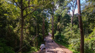 Uzun yeşil ağaçlar sakin kırsal yolda kuyruk oluşturuyor.