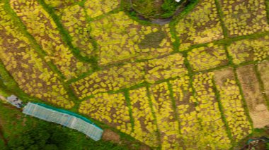 Havadan bakıldığında sarı pirinç tarlaları görünüyor