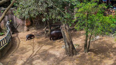Su aygırları hayvanat bahçesindeki ağaçların altında dinleniyor.