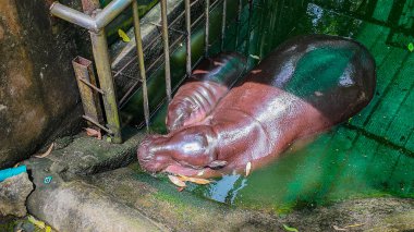 İki cüce su aygırı demir parmaklıkların yanında dinleniyor.