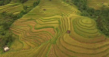 Yamaçta uzanan yemyeşil pirinç tarlaları.