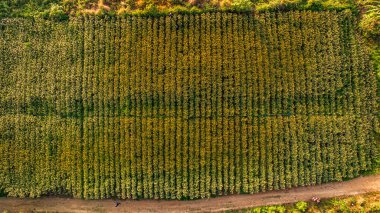 Toprak yolun yanında yeşil ekin sıralarını gösteren hava görüntüsü