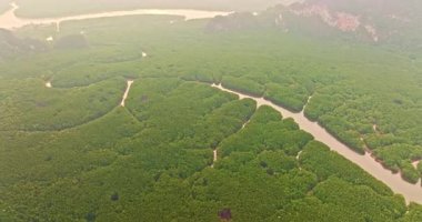 Sarmal nehir kanallarını çevreleyen yemyeşil mangrov ormanı