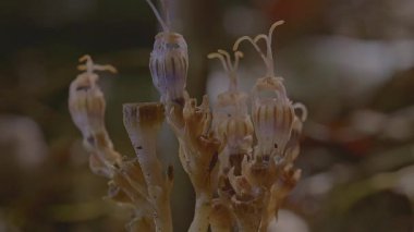 Bir tür mantar, Orman Kâsesi 'nden çıkan bir Baykuş Mücevheri Orkidesi' ni taklit eden Define Mantarı 'na benzeyen alışılmadık bir biçime sahip bir leş yiyen bitkidir..
