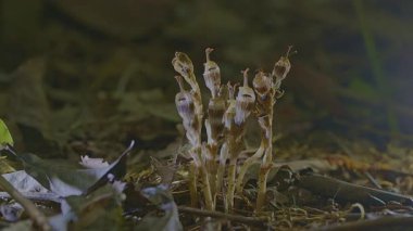 Bir tür mantar, Orman Kâsesi 'nden çıkan bir Baykuş Mücevheri Orkidesi' ni taklit eden Define Mantarı 'na benzeyen alışılmadık bir biçime sahip bir leş yiyen bitkidir..