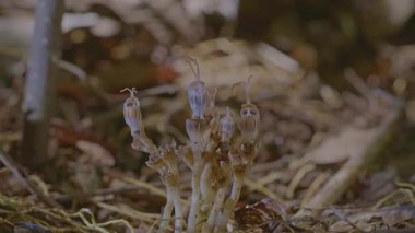 Bir tür mantar, Orman Kâsesi 'nden çıkan bir Baykuş Mücevheri Orkidesi' ni taklit eden Define Mantarı 'na benzeyen alışılmadık bir biçime sahip bir leş yiyen bitkidir..