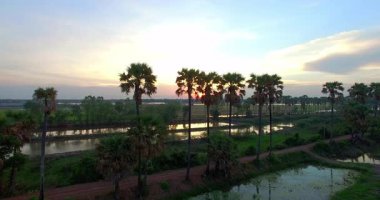 Yeşil tonlarda parlayan pirinç tarlaları ile huzurlu bir tarım arazisi, sığ sularda dinlenen zarif kuşlar ve ufku işaretleyen yüksek palmiyeler ile benekli.