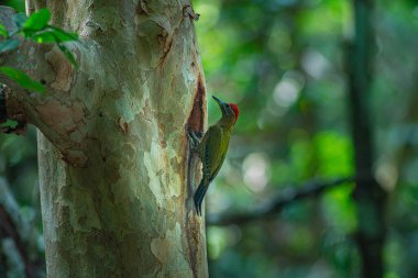 Renkli bir ağaçkakan, yavrularını bir oyukta beslemek için bir ağaç gövdesine tünemiş. Bereketli bir ormanda, yeşil kuşlar ağaçların doğal tonlarıyla ve bulanık yeşil yapraklarla çok güzel zıtlaşır.