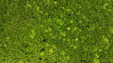 Renkli bir ağaçkakan, yavrularını bir oyukta beslemek için bir ağaç gövdesine tünemiş. Bereketli bir ormanda, yeşil kuşlar ağaçların doğal tonlarıyla ve bulanık yeşil yapraklarla çok güzel zıtlaşır.