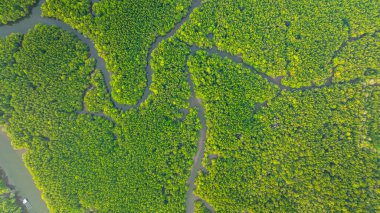 Mangrov ormanı ve delta nehrinin hava manzarası. Mangrove kanalları balıkçı köylerinden Phang Nga 'daki denize giden su yollarıdır. Mangrov sanatını doğa tasarladı..