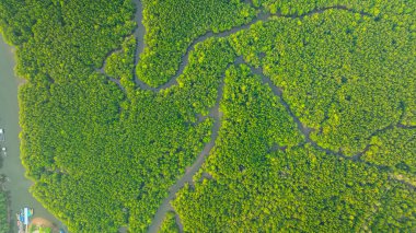 Mangrov ormanı ve delta nehrinin hava manzarası. Mangrove kanalları balıkçı köylerinden Phang Nga 'daki denize giden su yollarıdır. Mangrov sanatını doğa tasarladı..