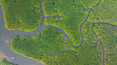 Mangrov ormanı ve delta nehrinin hava manzarası. Mangrove kanalları balıkçı köylerinden Phang Nga 'daki denize giden su yollarıdır. Mangrov sanatını doğa tasarladı..