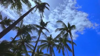 Mavi gökyüzüne karşı yüksek palmiye ağaçları