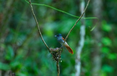 A female paradise flycatcher sits on her nest with her chicks