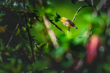 Altın renkli bir güneş kuşu canlı bir amber çiçeğinin yanında, parlak renkler ve yumuşak dokularla, tropikal bahçeleri ve vahşi yaşamı kutlayan çarpıcı bir kompozisyon oluşturur..