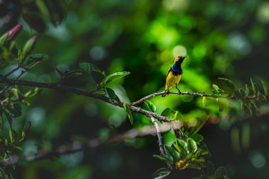 Canlı sarı bir güneş kuşu zarif bir şekilde taze yeşil yaprakların üzerine tünemiş koyu kırmızı bir amber çiçeğinin yanında tropikal yaban hayatının ve çiçeklerin ahengini renkli bir sahnede yakalıyor..