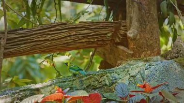 Ağaç dalına tünemiş renkli kuş.