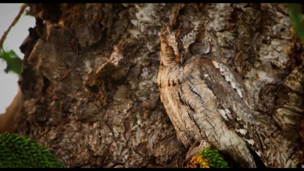 Ağaçta Kamufle Olmuş Bir Baykuş — Stok video