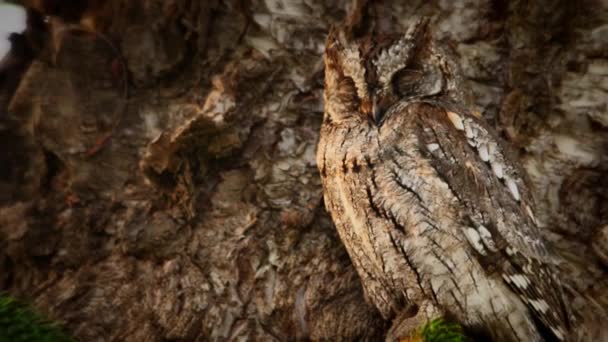 Camouflaged Scops Owl Tree Rearing Case Danger — Stock Video