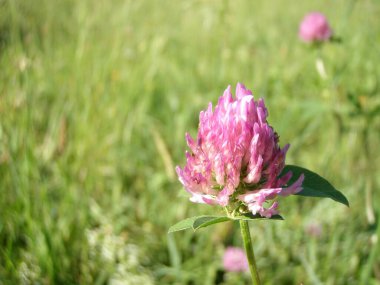 Yazın bir tarlada yonca vuruşu. 