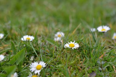 Yeşil çimenlikteki beyaz papatyaların fotoğrafı