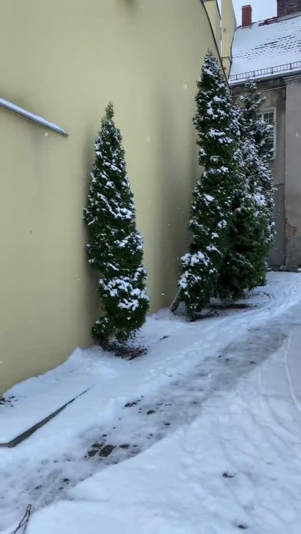 Χιόνι Πέφτει Στα Έλατα Χειμώνας Υψηλής Ποιότητας Πλάνα — Αρχείο Βίντεο