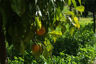 İstanbul Bogaznda bir buhar