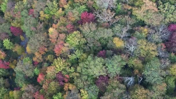 Drohne Steigt Auf Die Panoramischen Farben Des Herbstes Der Wildnis — Stockvideo