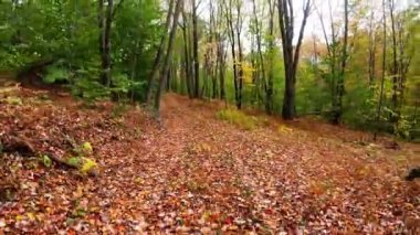 Dikiz aynası, 4x4 'lük bir araçla yol kenarındaki bir yaprağa doğru ilerliyor..