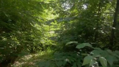 Ön koltuk manzarası, dalların kazıdığı ve aracı tırmaladığı dar bir patikayı ses ile sürüyordu.!