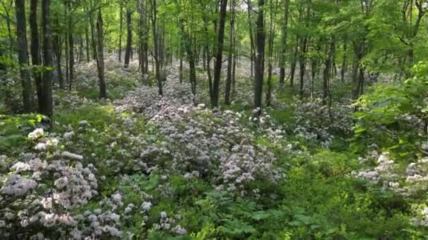 Drone Hovers Mere Feet Vibrant Pink White Mountain Laurel Blossoms — Stock Video