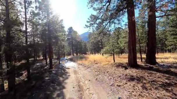 Přední Sedadlo Pov 4X4 Road Arizonském Coconino National Forest Odhaluje — Stock video