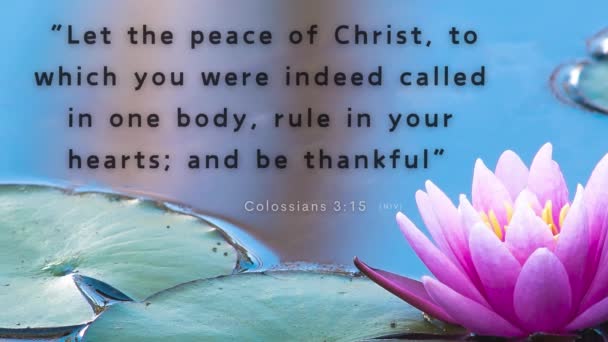 诗篇3 15揭示了基督和平的和谐 是解决争端的裁判 引导人心联合起来 表达感激之情 — 图库视频影像