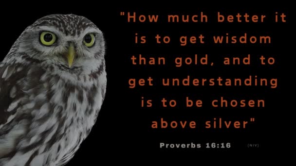 聪明的猫头鹰 仰望圣经和诗篇 谚语16 获得智慧比获得黄金要好多少 将精神洞察力置于物质财富之上的比较 — 图库视频影像