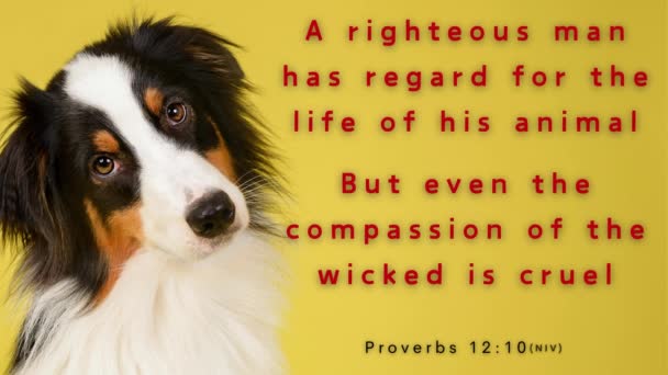 一只可爱的小狗 头好奇地倾斜着 圣经诗篇 谚语12 义人在乎动物的需要 但恶人最仁慈的行为是残忍的 — 图库视频影像