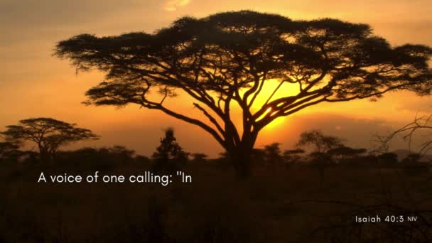 Gün Doğumunda Kocaman Bir Ağacın Olduğu Güzel Bir Çöl Sahnesi — Stok video