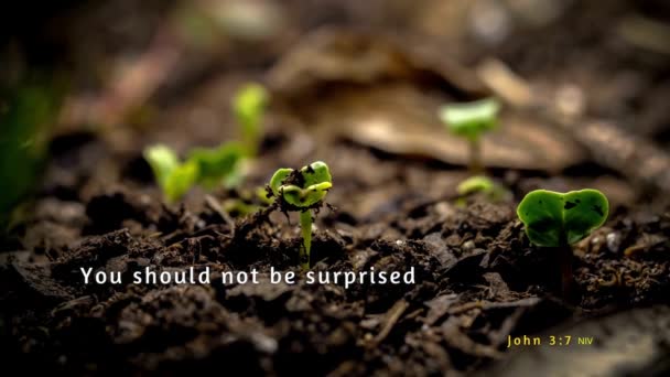 Time Lapse Seed Sprouting Life Signifying New Birth Bible Verse — Stock Video