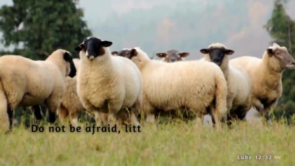 Πρόβατα Βόσκησης Ένα Βοσκότοπο Εδάφιο Της Αγίας Γραφής Από Λουκά — Αρχείο Βίντεο