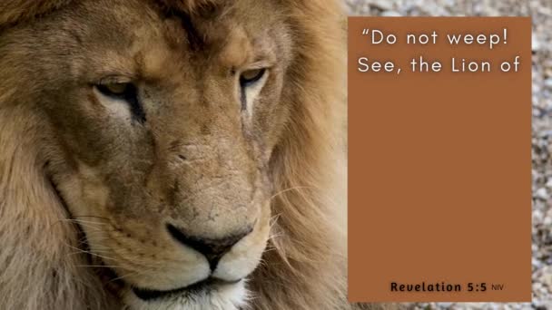 Full Grown Lion Looking Watching Bible Verse Revelation Lion Lamb — Stock Video
