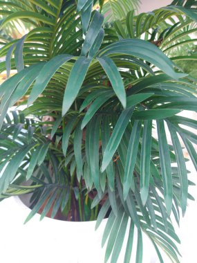 Yeşil yaprakları kapat