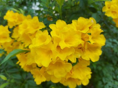 Bahçedeki sarı güller